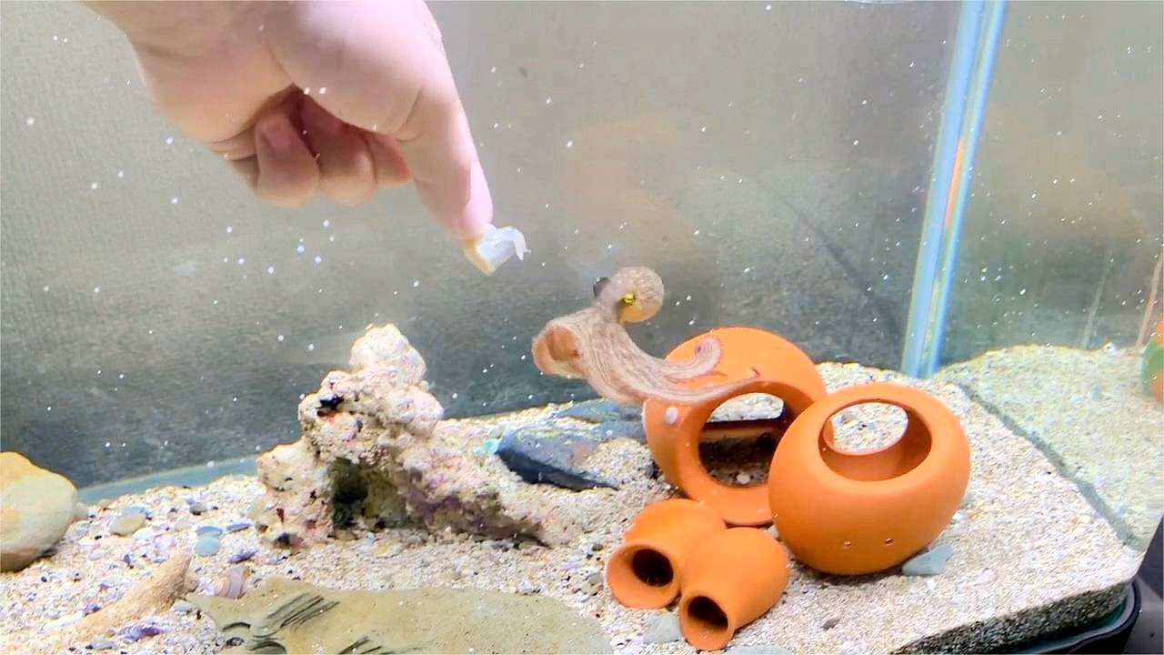 ƝˮС~ ˮС~ֲֹ