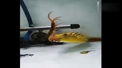 ˮͧ